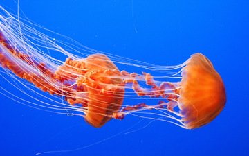 море, медузы, подводный мир