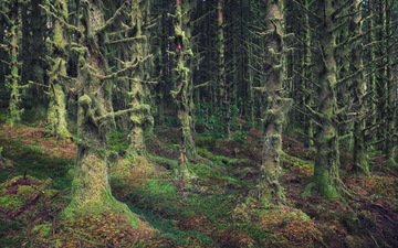 деревья, природа, лес, мох, шотландия