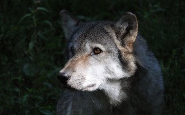 взгляд, серый, хищник, волк