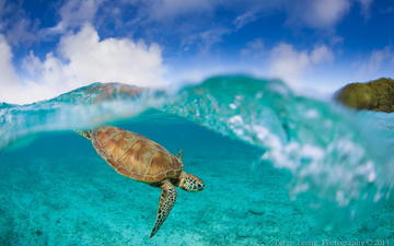 черепаха, океан, подводный мир