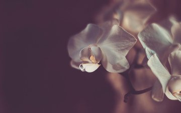 цветы, лепестки, орхидеи