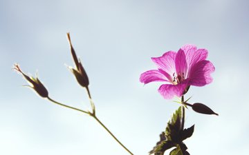 небо, природа, цветок