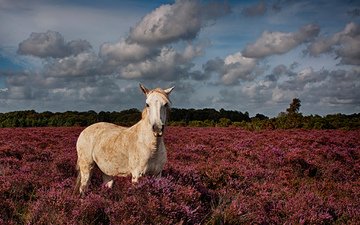 цветы, лошадь, поле, конь