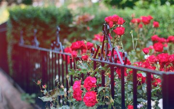 цветы, бутоны, розы, лепестки, забор, куст, ограда