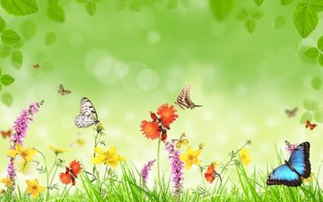 цветы, трава, фон, бабочки