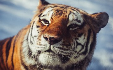 тигр, взгляд, хищник, амурский