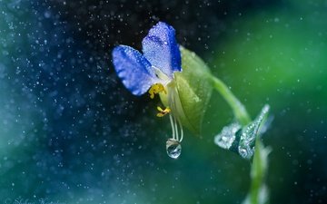 макро, цветок, капли, дождь