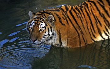 тигр, водоем, хищник, амурский