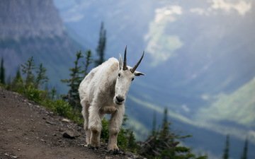горы, природа, коза, рога, животные парнокопытные, снежная коза, горная коза
