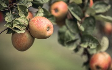 природа, фрукты, яблоки