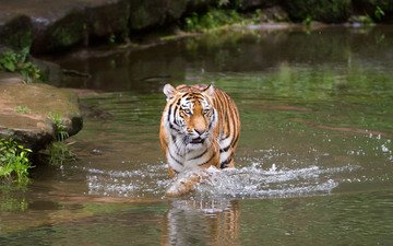 тигр, река, хищник
