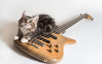 кот, мордочка, гитара, кошка, взгляд, котенок, электрогитара, лапки