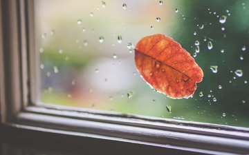 капли, осень, лист, дождь, окно, стекло