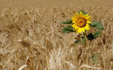поле, подсолнух, пшеница
