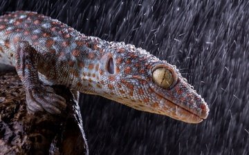 ящерица, геккон, рептилия, капли дождя, пресмыкающиеся