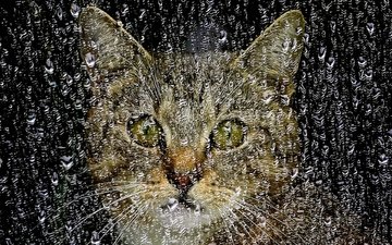капли, кошка, дождь, окно, стекло