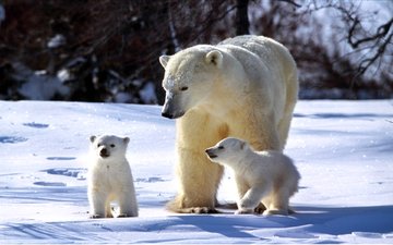 полярный медведь, медведь, семья, медведи, белый медведь, медвежата
