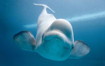 улыбка, подводный мир, белуга, белый кит, белуха