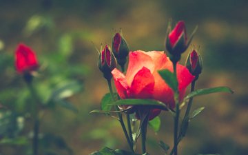 цветы, роза.красная