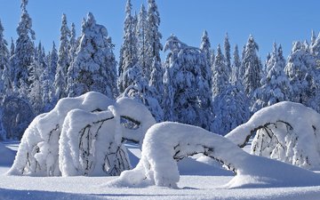 снег, природа, лес, зима, сугробы