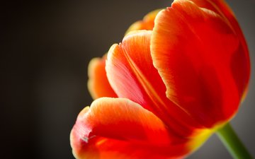 макро, цветок, лепестки, тюльпан