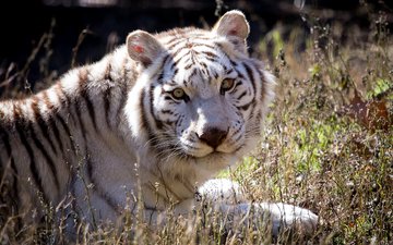 тигр, взгляд, белый, хищник