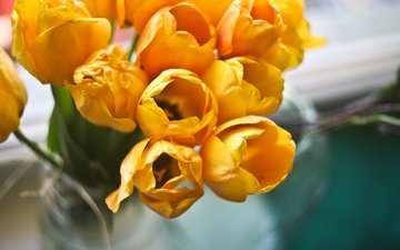 цветы, букет, тюльпаны, желтые