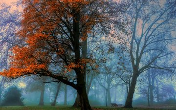 деревья, парк, туман, осень