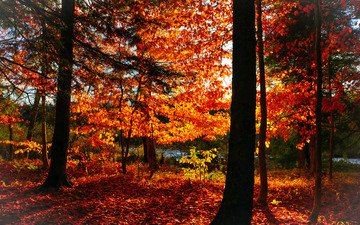 деревья, лес, листья, парк, осень