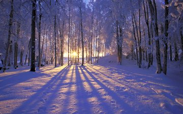 солнце, снег, лес, зима, иней, деревья. лучи