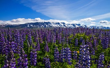 цветы, горы, луг, исландия