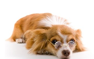 фон, очки, белый, собака, рыжая, пес