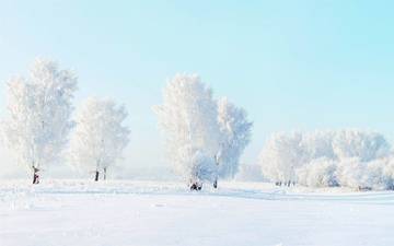 деревья, снег, зима, мороз