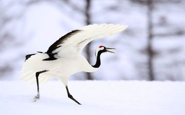 снег, крылья, птица, клюв, перья, журавль, японский журавль