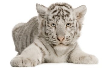 тигр, белый, тигренок, малыш, белый тигр