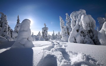 деревья, снег, зима, финляндия