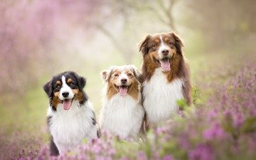 цветы, природа, собаки, австралийские овчарки