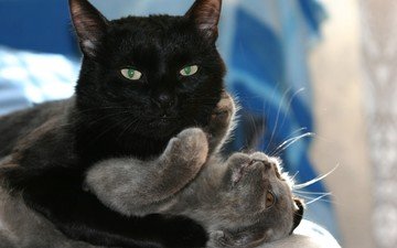 кот, кошка, любовь, кошки, игры, объятия, черный кот