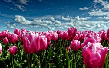 небо, цветы, облака, поле, луг, весна, тюльпаны, розовые