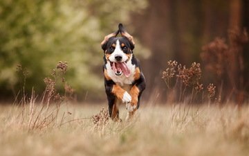 трава, поле, собака, язык, бег, финская гончая, большая швейцарская горная собака
