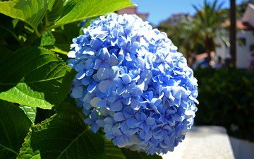 цветы, макро, голубая, гортензия