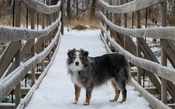 снег, мост, собака, австралийская овчарка