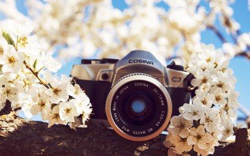 цветы, природа, фотоаппарат, камера