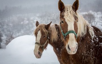 морда, лошадь, снег, зима, пара, лошади, кони, конь, грива, челка