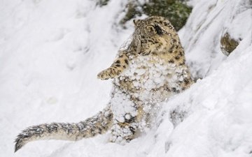 снег, котенок, хищник, снежный барс, ирбис, барс, дикая кошка, детеныш, снежный леопард
