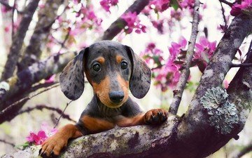 взгляд, собака, весна, такса, цветущее дерево
