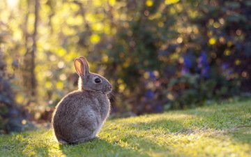 свет, трава, природа, блики, луг, кролик, уши, малыш, заяц, газон, боке, зайц