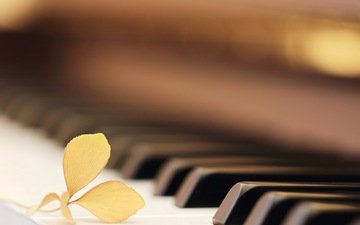 макро, цветок, музыка, пианино, клавиши