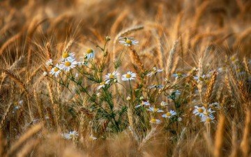 цветы, природа, макро, поле, пшеница, ромашки, красиво
