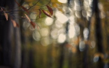 ветка, листья, фон, осень, блики